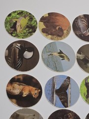 Used Vintage 90s Pogs Lot Of 12 Wildlife Animals Birds Sea Life Frogs.