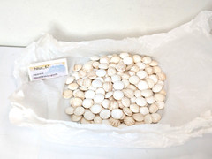 Igo GO Stones Goishi White Black Clam Shell Nachiguro 180/181pcs high quality