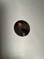 Vntg POG 1990s Yellowhead Bird Mohua New Zealand Fowl Cap Milk Bottle Top HTF