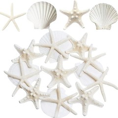 JQAQJU 3-4 Inches Large Starfish and Scallop Shells for Crafts 12PCS,…