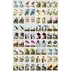 MasterPieces – Audubon Officially Licensed Memory Game