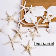 JQAQJU 3-4 Inches Large Starfish and Scallop Shells for Crafts 12PCS,…