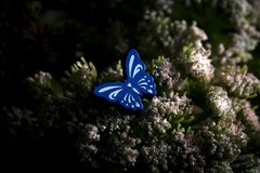 Evolution: New World – Butterfly Effect