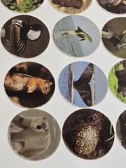 Used Vintage 90s Pogs Lot Of 12 Wildlife Animals Birds Sea Life Frogs.