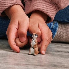 Schleich Wild Life Meerkat Figure Model 14935 Multicolor