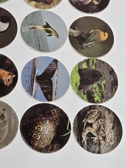Used Vintage 90s Pogs Lot Of 12 Wildlife Animals Birds Sea Life Frogs.