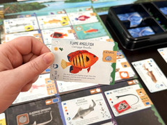 Finspan: Sharks & Reefs Expansion